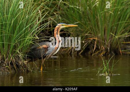 Airone rosso (Ardea purpurea), in piedi vicino al confine reed, Neuchâtel, Svizzera Foto Stock