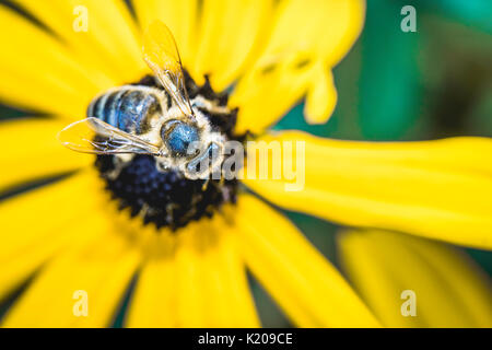 Honeybee europea (Apis mellifera) pollinates blossom, coneflower (Echinacea), Germania Foto Stock