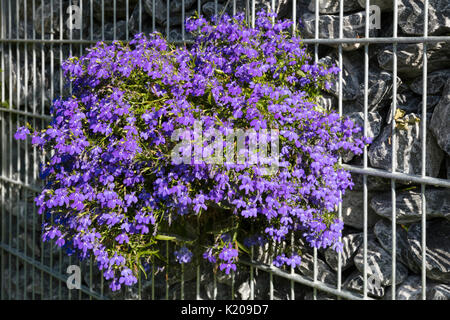 Lobelia blu (Lobelia erinus), cesta appesa sulla parete gabbione, Germania Foto Stock