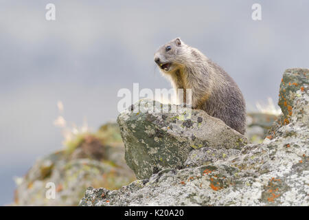 Alpine marmotta (Marmota marmota) sulle rocce, giovane animale sibilo, cartello di avviso, parco nazionale Hohe Tauern, Carinzia, Austria Foto Stock