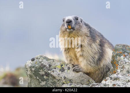Alpine marmotta (Marmota marmota) sulle rocce, animale ritratto, parco nazionale Hohe Tauern, Carinzia, Austria Foto Stock