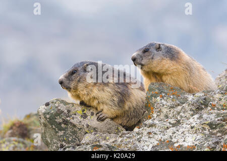 Marmotte (Marmota marmota) sulle rocce, il Parco Nazionale di Hohe Tauern, Carinzia, Austria Foto Stock