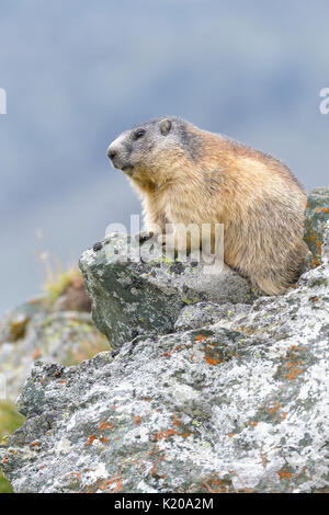 Alpine marmotta (Marmota marmota) sulle rocce, il Parco Nazionale di Hohe Tauern, Carinzia, Austria Foto Stock