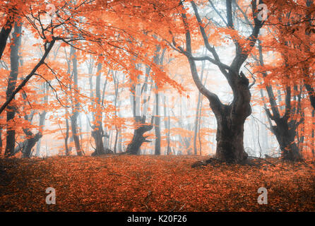 Incredibile scena con alberi d'autunno nella nebbia. Foresta di autunno nella nebbia. I colori dell'autunno. Incantata foresta di nebbia nella nebbia. Vecchio albero. Paesaggio con alberi e colorati di ora Foto Stock