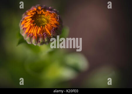 Un neonato Calendula Officinalis - Greenheart arancione in letto giardino, con soft macchiettato di verde e marrone sottobosco come sfondo. Il fiore ha Foto Stock