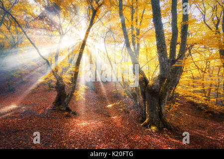 Un autunno magico bosco con raggi di sole. Alberi di sorprendente nella nebbia. Paesaggio colorato con foggy forest, oro luce solare, fogliame arancione al tramonto. Forest Fairy Foto Stock