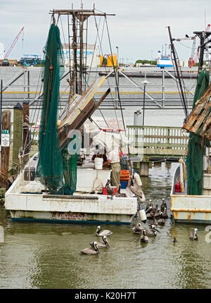 Texas, Galveston, commerciale barche da pesca, pellicani alimentazione su scarti di pesce Foto Stock