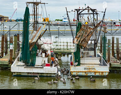 Texas, Galveston, commerciale barche da pesca, pellicani alimentazione su scarti di pesce Foto Stock