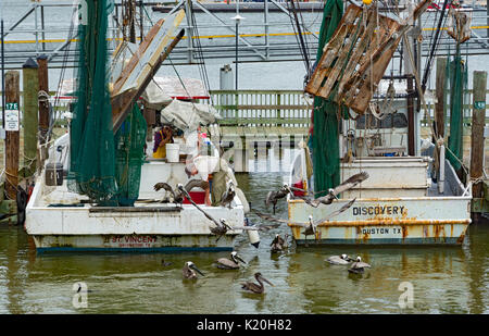 Texas, Galveston, commerciale barche da pesca, pellicani alimentazione su scarti di pesce Foto Stock