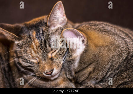 Due Sleepy Tabby Gatti Foto Stock