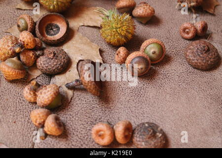 Ghiande di quercia con marrone a secco di foglie e fiori, coni fir i laici per la decorazione Foto Stock