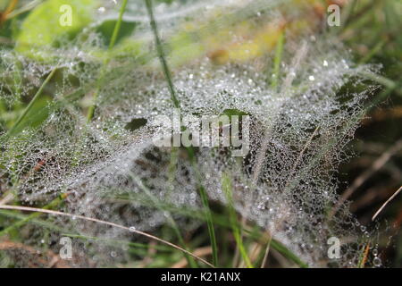 Bella fragile spidercob appendere su piante di cui brillano gocce di rugiada negli ultimi giorni di estate Foto Stock