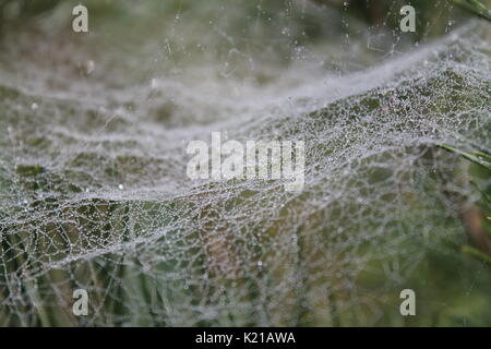 Bella fragile spidercob appendere su piante di cui brillano gocce di rugiada negli ultimi giorni di estate Foto Stock