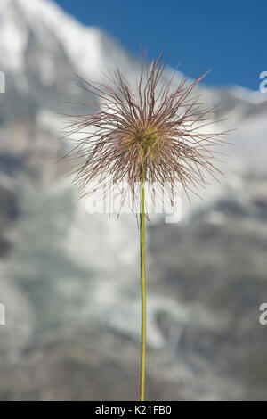 Alpine (Pasqueflower Pulsatilla alpina) con il suo distintivo setosa, hairy semi-teste (achenes), Gasterntal, Vallese, Svizzera Foto Stock