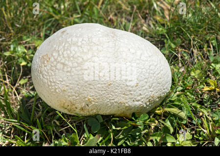 Puffball gigante (Calvatia gigantea) in un prato a Haute-Nendaz, Vallese, Svizzera Foto Stock