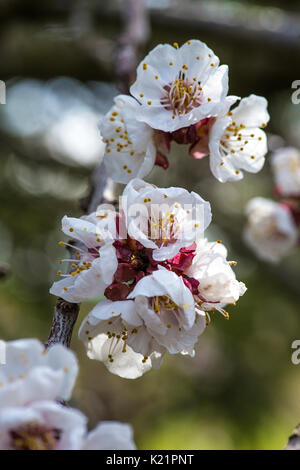 fiore dell'albicocca Foto Stock