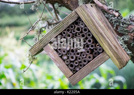 Un bug in legno hotel appeso a un albero Foto Stock