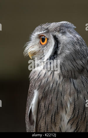 Close up profilo fotografia di un indiano assiolo Otus bakkamoena staring a sinistra in verticale formato verticale Foto Stock