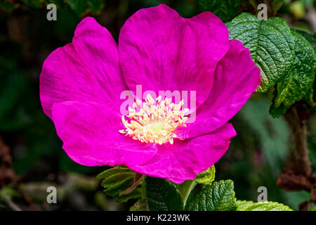 Close up di un rosa intenso Rosa Canina con luce gialla stame cresce su una boccola con fogliame verde scuro in background Foto Stock
