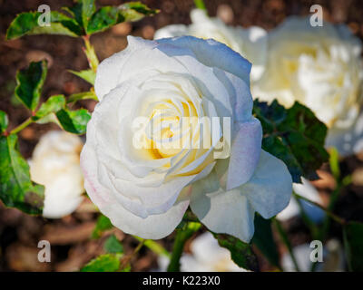 Close up di aprire completamente la rosa bianca con il rosa tinge petali che crescono in un giardino sotto il sole dopo una leggera pioggia caduta. Foto Stock