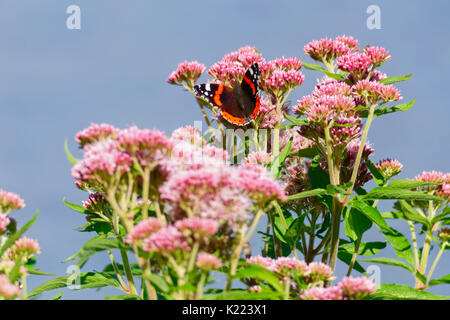 Un Rosso Admiral butterfly su una rosa e fiore bianco contro un Cielo di estate blu Foto Stock