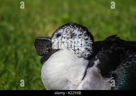 Pettine Duck a Slimbridge Foto Stock