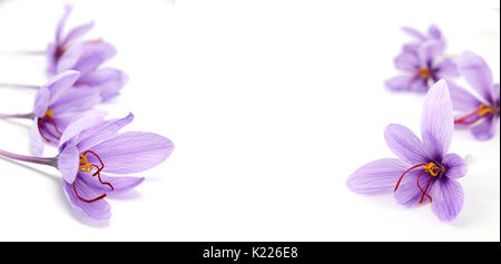 Crocus Fiori su fondo bianco e spazio di copia Foto Stock