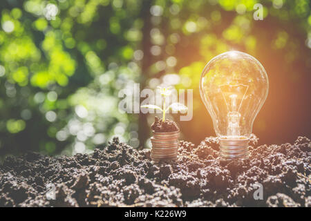 Luce a risparmio energetico lampada e albero che cresce su pile di monete sulla natura dello sfondo. Foto Stock