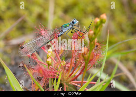 Damselfly smeraldo, Lestes sponsa. Catturati in-oblunga lasciava Sundew spoonleaf sundew o spatulate lasciava sundew, Drosera intermedia,, Iping e Stedham Foto Stock