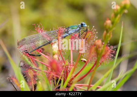 Damselfly smeraldo, Lestes sponsa. Catturati in-oblunga lasciava Sundew spoonleaf sundew o spatulate lasciava sundew, Drosera intermedia,, Iping e Stedham Foto Stock