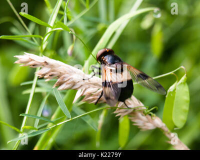 Bee vicino fino in appoggio su orzo frumento di foglie; impollinatori Inghilterra; Regno Unito Foto Stock