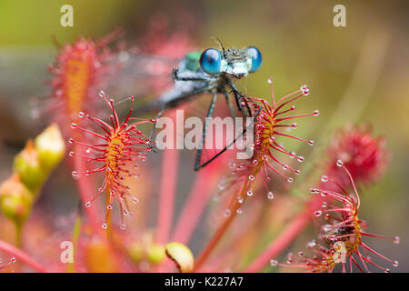 Damselfly smeraldo, Lestes sponsa. Catturati in-oblunga lasciava Sundew spoonleaf sundew o spatulate lasciava sundew, Drosera intermedia,, Iping e Stedham Foto Stock