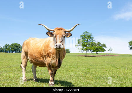 Grandi Aubrac beef cow con lira corna e resti di un cappotto invernale in piedi in un pascolo guardando la telecamera. Questa razza francese di capi di bestiame è Foto Stock