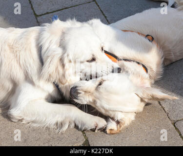 Due golden retriever Cani giocando insieme sulla imboccatura di pavimentazione reciprocamente in una vista ravvicinata dei loro capi da sopra Foto Stock