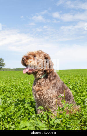 Korthals o filo di puntamento dai capelli Griffon dog sitter in un campo agricolo di lussureggiante verde trifoglio ansimando. Chiudere fino sotto il cielo blu con nuvole e c Foto Stock
