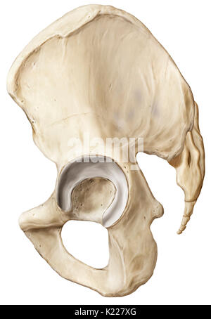 Corpino osseo consistente del sacro, coccyx e due ossa iliache, unendo le ossa degli arti inferiori a scheletro assiale. Foto Stock