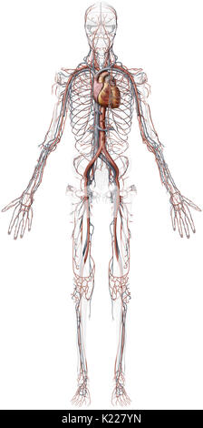 Questa immagine mostra una panoramica del sistema cardiovascolare, comprese le vene, arterie e il cuore. Foto Stock