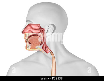 Questa immagine mostra la parte superiore gli organi del sistema digestivo. Foto Stock