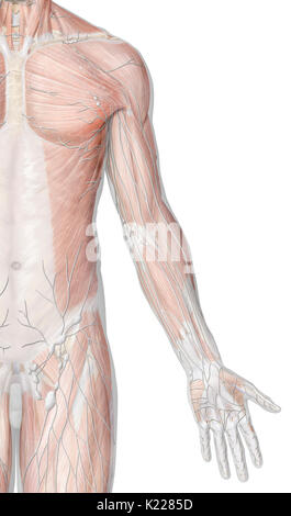 Parti del sistema linfatico situato nel braccio. Foto Stock