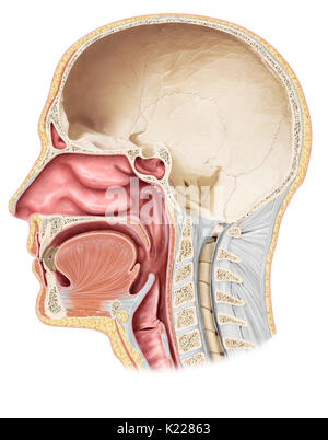 Questa immagine mostra la parte superiore gli organi del sistema digestivo. Foto Stock