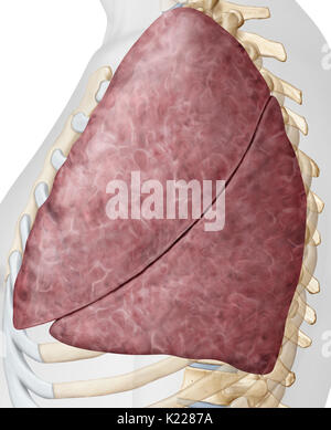 Gli organi respiratori formata da tessuto estensibile, in cui aria dal naso e cavità orale è portato, garantendo l'ossigenazione del sangue. Foto Stock