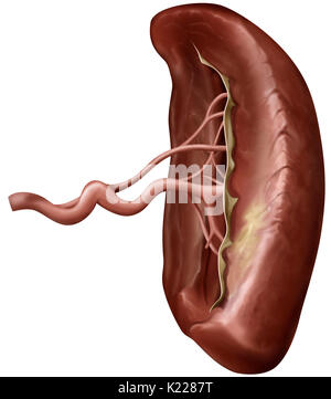 Organo linfatico situato tra lo stomaco e il pancreas; sito della produzione di globuli bianchi e gli anticorpi. Foto Stock