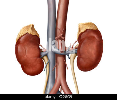 Questa immagine mostra alcuni organi del sistema urinario; la ghiandola surrenale, i reni, dell'uretere, dell'aorta e la vena cava inferiore. Foto Stock