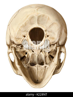 Struttura ossea formata da otto ossa (quattro anche le ossa e quattro ossa dispari) che ricopre e protegge il cervello. Foto Stock