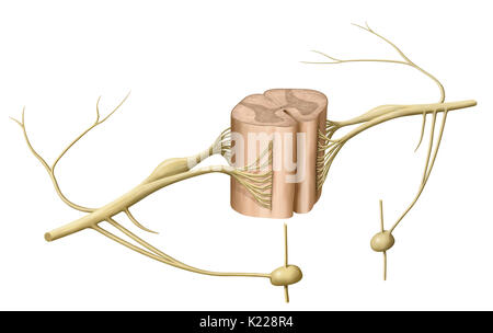 Il midollo spinale è formato da una corda di tessuto nervoso più di 16 pollici (40 cm) in lunghezza situato nel canale vertebrale, all'interno della colonna vertebrale. Esso spazia dal bulbo spinale alla seconda vertebra lombare ed è esteso da un insieme di fibre nervose, la cauda equina. Composto da motore e neuroni sensoriali, midollo spinale garantisce la trasmissione di messaggi tra i nervi spinali e il cervello, oltre ad essere un centro di riflesso. Foto Stock