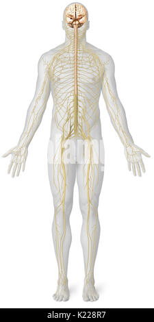 Il sistema nervoso è costituito da due entità distinte con i ruoli definiti: il sistema nervoso centrale (cervello e midollo spinale) e del sistema nervoso periferico (nervi). Foto Stock