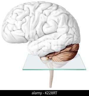 Il cervelletto è la parte del cervello che si trova sotto il cervello dietro il tronco cerebrale. Essa assicura la coordinazione motoria nonché il mantenimento dell equilibrio e postura. Il cervelletto permette anche di armonioso movimenti volontari, senza sforzo inutile, senza perdere equilibrio e senza tremare. Foto Stock