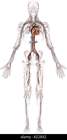 Questa immagine mostra una panoramica del sistema cardiovascolare, comprese alcune delle vene, alcune delle arterie e una sezione trasversale del cuore. Foto Stock