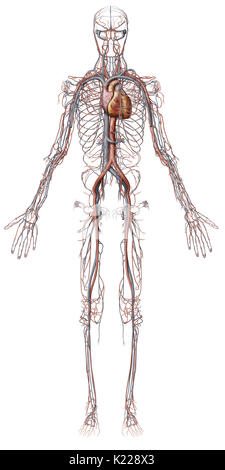 Questa immagine mostra una panoramica del sistema cardiovascolare, comprese le vene, arterie e il cuore. Foto Stock