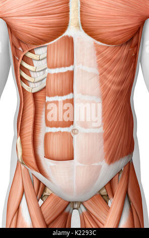 Questa immagine mostra un vista anteriore dei muscoli del tronco. Foto Stock
